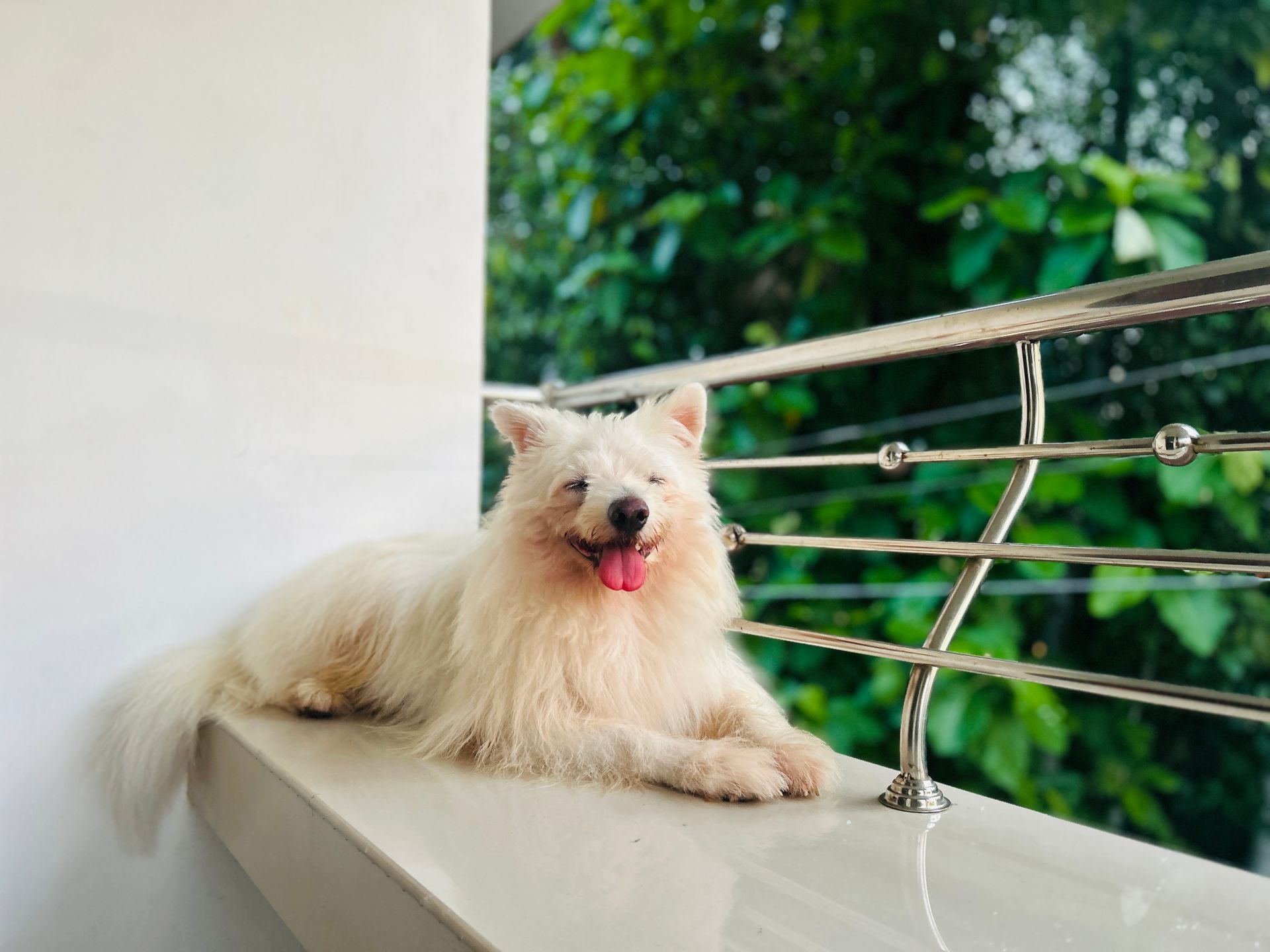 Pet-friendly